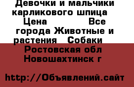 Девочки и мальчики карликового шпица  › Цена ­ 20 000 - Все города Животные и растения » Собаки   . Ростовская обл.,Новошахтинск г.
